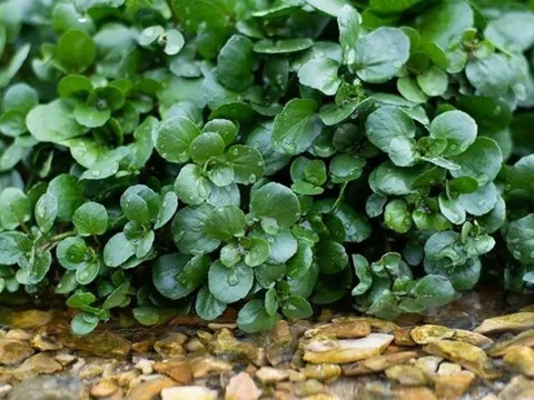 Mỹ đánh giá "rau tốt nhất thế giới" hóa ra là rau quen thuộc ở nước ta