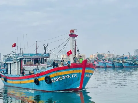 Ngư dân miền Trung nhộn nhịp vụ cá Tết