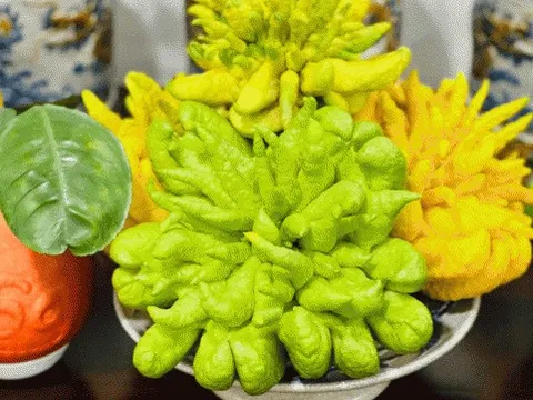 Cách chọn phật thủ “đúng và trúng” để bày lên bàn thờ ngày Tết