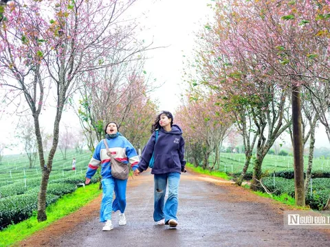 Mai anh đào Đà Lạt nở rộ đón Tết Nguyên đán