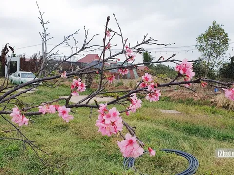 Hoa anh đào Nhật Bản “vượt bão” khoe sắc tại Hải Phòng