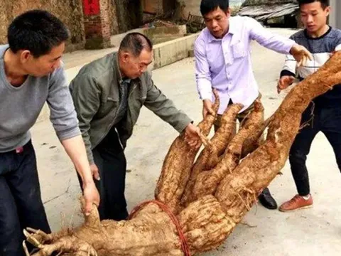 Đào được củ sắn dây "kỳ lạ", lão nông bất ngờ khi có người trả 2,3 tỷ
