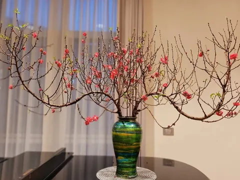 Đừng đốt gốc đào nữa đây mới là cách khiến hoa đào bền đẹp ngày Tết
