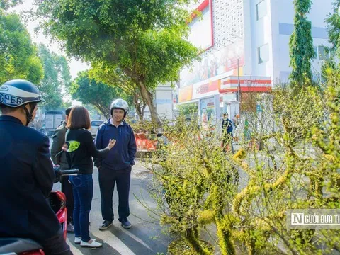 Sắc hoa nhất chi mai hút khách tại hội hoa xuân Buôn Ma Thuột