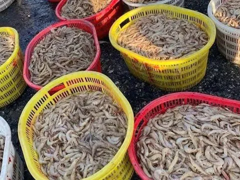 Ra khơi một đêm, ngư dân trúng đậm "lộc biển" thu về hàng trăm triệu đồng