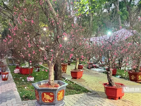 Sắc đào phương Bắc nhuộm hồng phố thị phương Nam