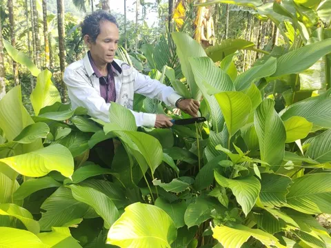 Bình Định: Lá dong rừng tăng giá dịp Tết, người dân "bỏ túi" tiền triệu mỗi ngày