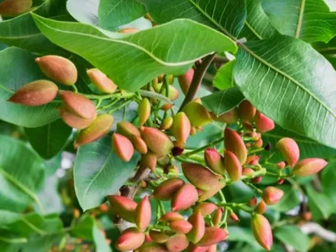 Loại hạt quen thuộc trong dịp Tết giúp hạ đường huyết