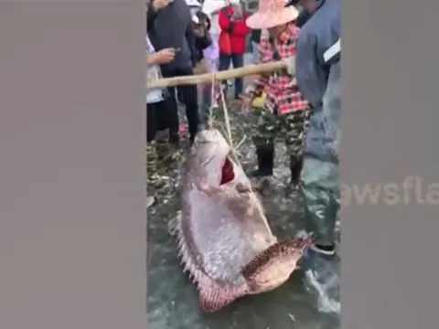 Câu được con cá "khổng lồ" có giá 45 triệu đồng, ngư dân có hành động bất ngờ