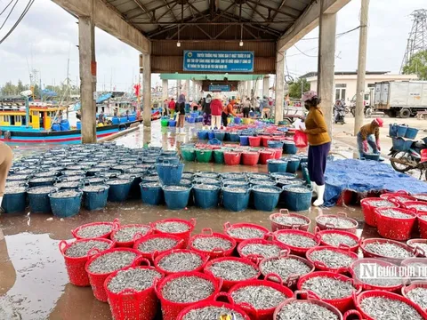 Ngư dân Bình Định, Quảng Ngãi trúng “lộc biển” cuối năm