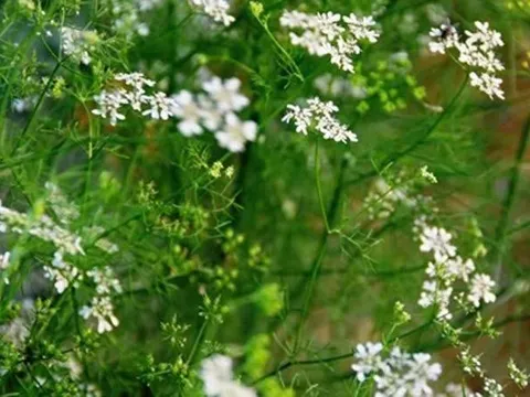 Tắm lá mùi già chiều Tất niên