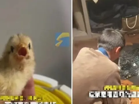 Người phụ nữ dùng đèn sưởi để sưởi ấm cho gà con, không ngờ biến thành "gà nướng"