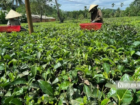 Theo dấu danh trà nức tiếng trên đất Bình Định