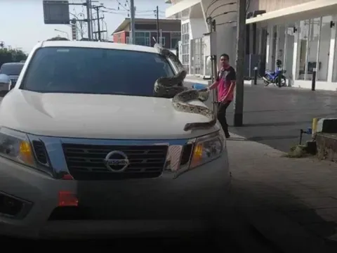Nhìn vào chiếc xe bán tải màu trắng, người đi đường chứng kiến cảnh đáng sợ