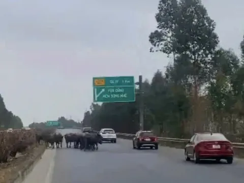 Xử phạt hành chính người để trâu đi vào cao tốc