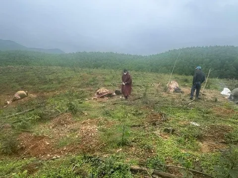 Nhóm đối tượng xẻ thịt 6 con trâu của người dân bán được bao nhiêu tiền?
