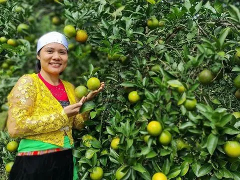 Vốn chính sách giúp nhiều nữ đảng viên vùng cao phát triển thành công kinh tế gia đình