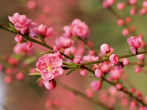 Cùng hoa đón Tết