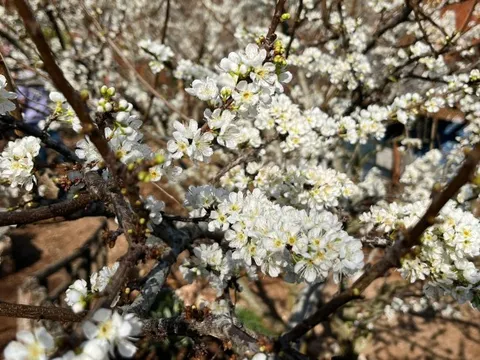 Du xuân ngắm hoa mận nở trắng trên cao nguyên Mộc Châu