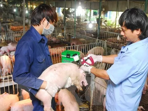 Cơ hội phát triển chăn nuôi theo tín hiệu thị trường