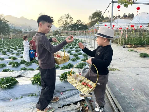 Đến Mộc Châu trải nghiệm hái dâu tây tại vườn