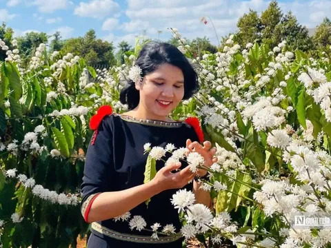 Mùa hoa cà phê Tây Nguyên: Trắng muốt một vùng, toả hương ngào ngạt