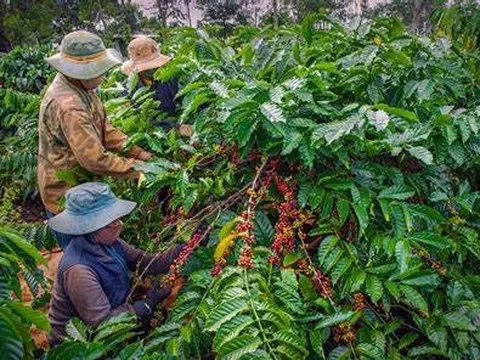 Kim ngạch xuất khẩu cà phê tăng trong tháng đầu năm