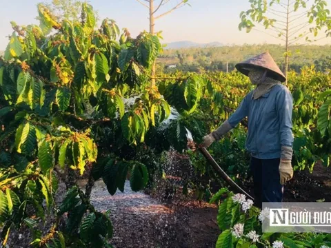 Giá cà phê lập đỉnh, nông dân Gia Lai phấn khởi đón vụ mùa mới