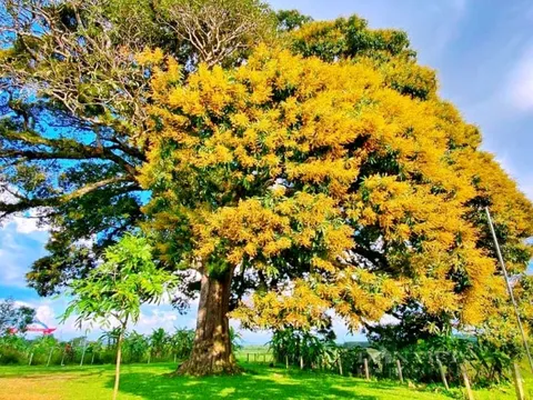 Kỳ bí cây trôi 800 tuổi chỉ nở hoa một bên