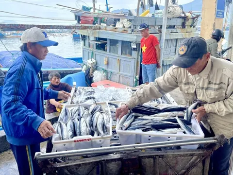 Quảng Ngãi chỉ đạo xử lý dứt điểm 499 tàu cá '3 không' còn lại