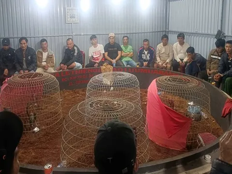 Triệt phá tụ điểm đánh bạc dưới hình thức đá gà, với 50 đối tượng tham gia