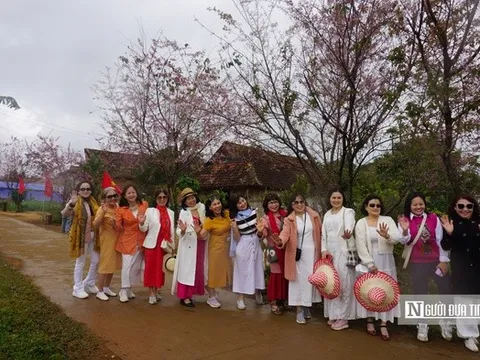 Du khách ngẩn ngơ ngắm sắc hoa đào rực rỡ ở Bình Định