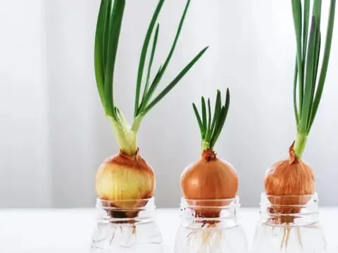 Đặt 1 củ hành tây trong nhà, công dụng tuyệt vời ai cũng bất ngờ
