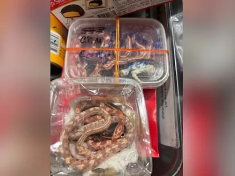 Mở vali của một cặp đôi, phát hiện thứ đáng sợ bên trong