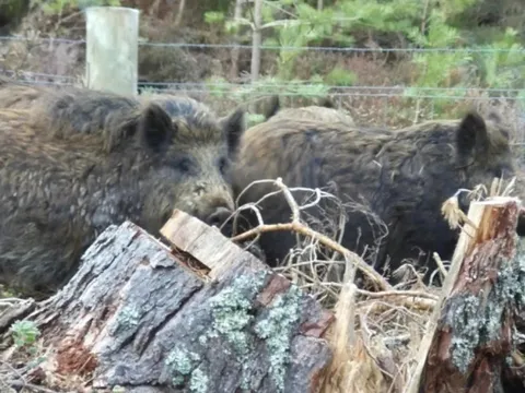 Đàn lợn rừng hung dữ xuất hiện gần khu dân cư khiến người nông dân lo lắng