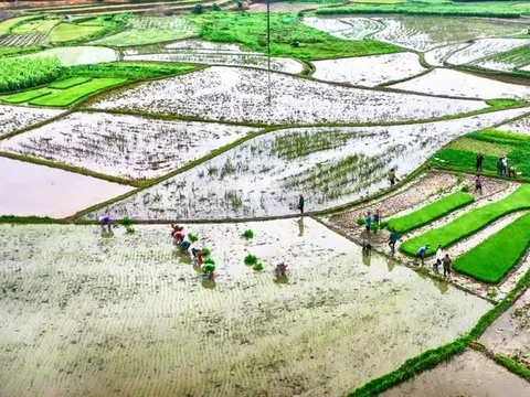 Nhiều địa phương khu vực Trung du và Đồng bằng Bắc Bộ đã lấy đủ nước gieo cấy.