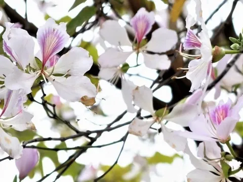 Tháng 2 ngắm hoa ban giữa lòng Thủ đô