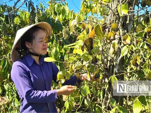 Gia Lai: Điều tra vụ vườn cây của người dân bị kẻ gian chặt phá