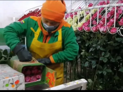 Bất ngờ hơn 530 chuyến bay chỉ để chở hoa dịp lễ tình nhân Valentine 14/2