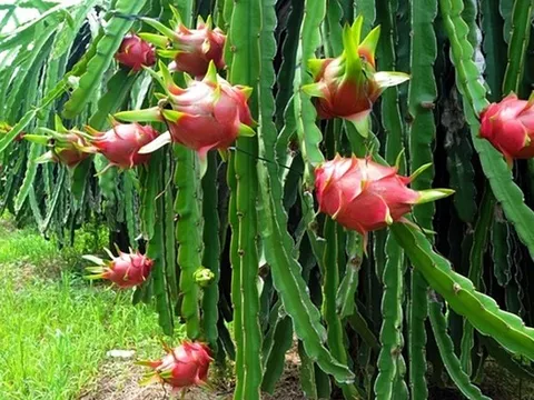 Mối quan ngại khi 3 lô hàng thanh long xuất khẩu sang Pháp, Hà Lan bị trả lại
