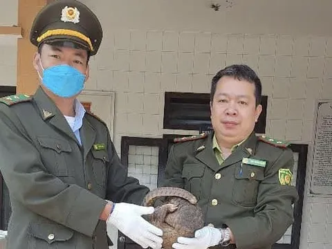 Nhiều cá thể Tê tê "đi lạc" ở Huế, người dân phát hiện giao nộp cho kiểm lâm