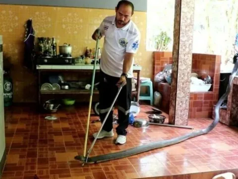 Đang ăn cơm, người phụ nữ sợ hãi bỏ chạy khi thấy rắn hổ mang chúa dài 4 mét