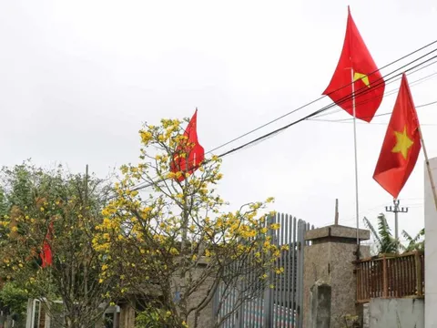 Hoàng mai nở muộn, người dân Huế cứ ngỡ Tết mới "gõ cửa"