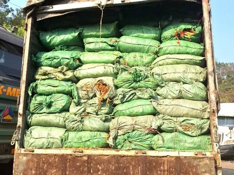 Cao Bằng thu giữ trên 30 tấn nguyên liệu thuốc lá không rõ nguồn gốc