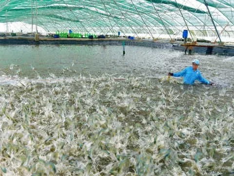 Cần thay đổi sản xuất để phát triển ngành tôm bền vững