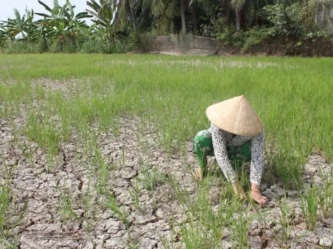 Thủ tướng chỉ đạo ứng phó xâm nhập mặn cao điểm tại miền Tây và Tp.Hồ Chí Minh