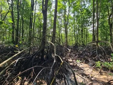 Tín chỉ carbon: Giải pháp tiềm năng cho bảo tồn rừng ngập mặn