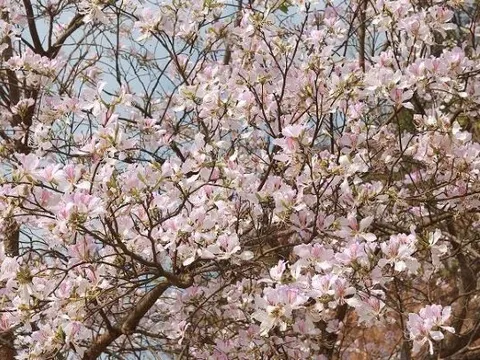 Từ ngày 13 - 16/3: Diễn ra Lễ hội hoa Ban trên miền đất Điện Biên Phủ anh hùng, linh thiêng