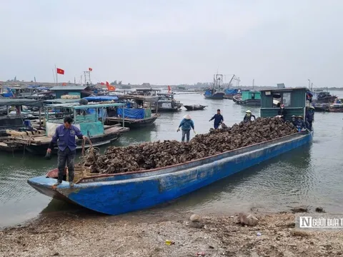 Quảng Ninh: Không có chuyện cướp hàu tại thị xã Quảng Yên