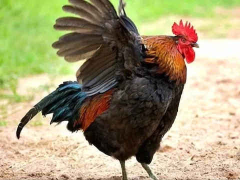 Cụ ông nộp đơn khiếu nại hàng xóm vì gà trống gáy lúc 3 giờ sáng